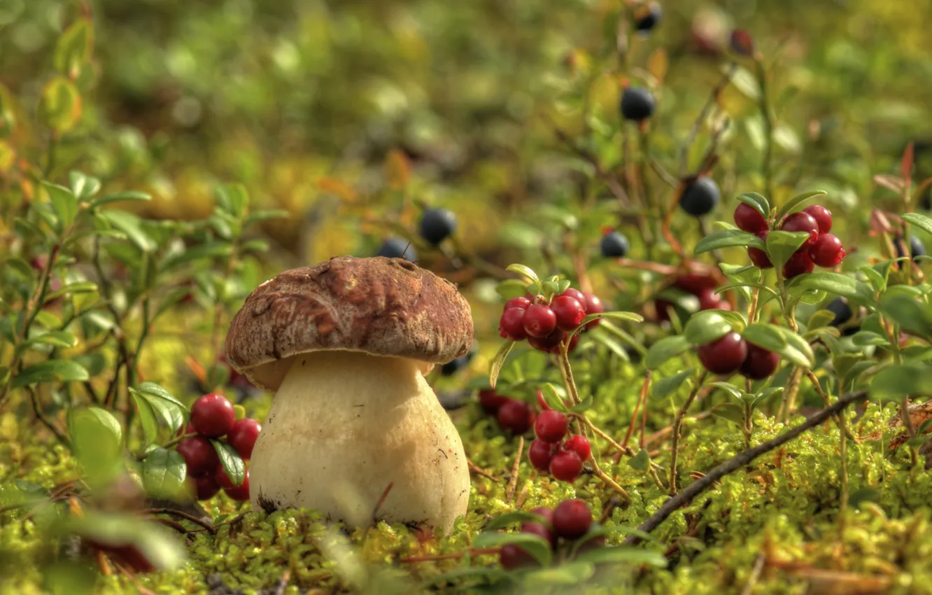 Фото обои ягоды, грибы, мох, черника, брусника, боровик