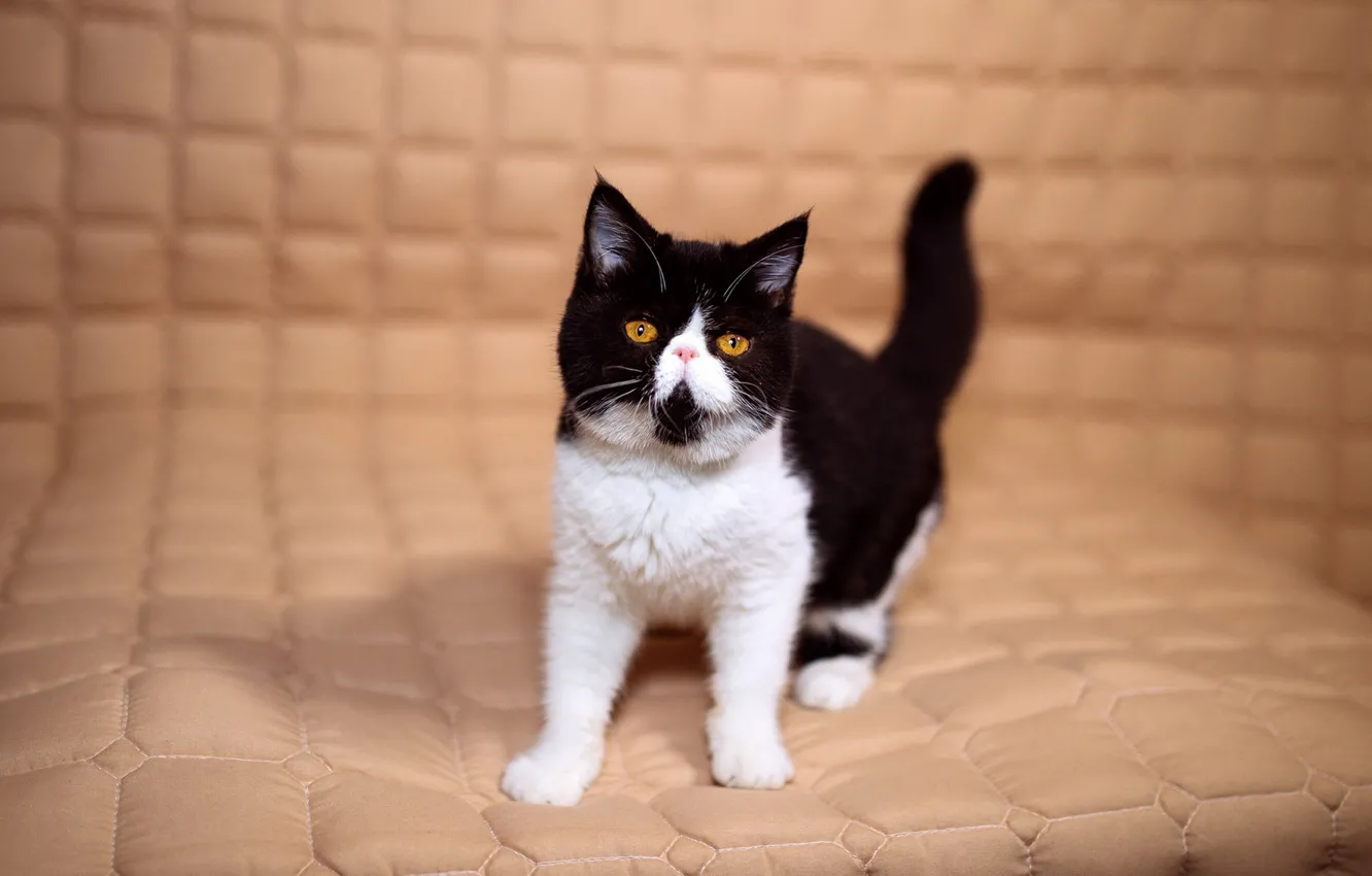 Фото обои кошка, взгляд, котенок, фон, черно-белый, глазки, желтые, маленький