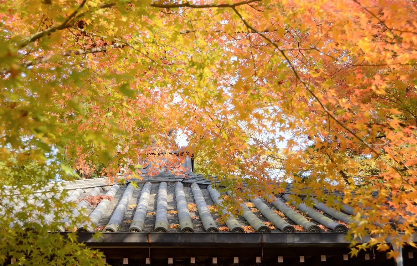 Фото обои крыша, осень, деревья, жёлтые листья