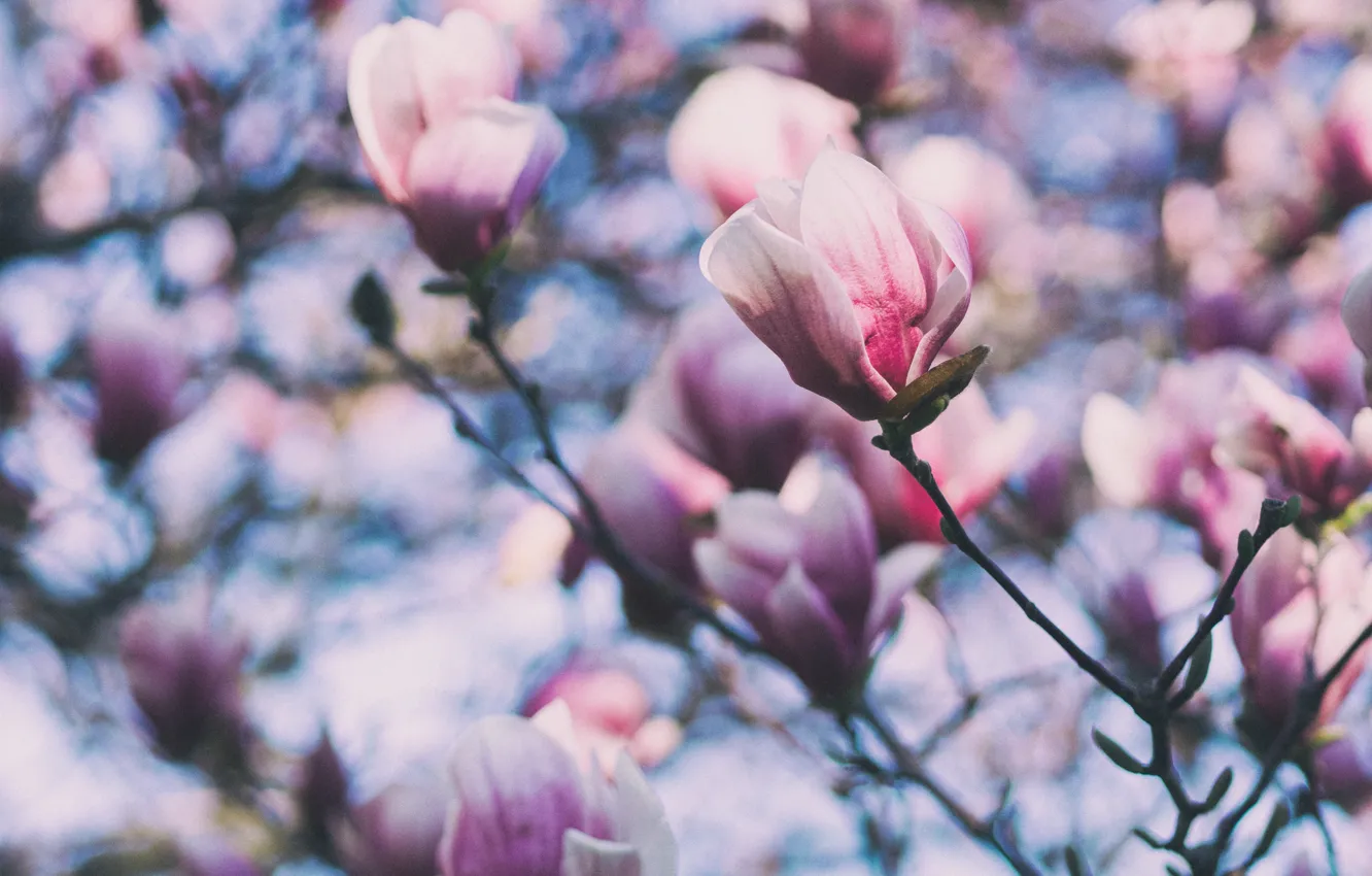 Фото обои макро, цветы, розовый, ветка, весна, лепестки, белые, цветение