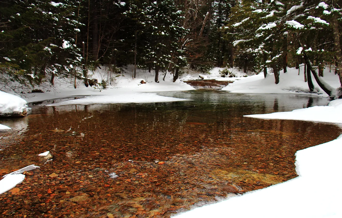 Фото обои зима, лес, снег, пруд, Природа, forest, nature, winter