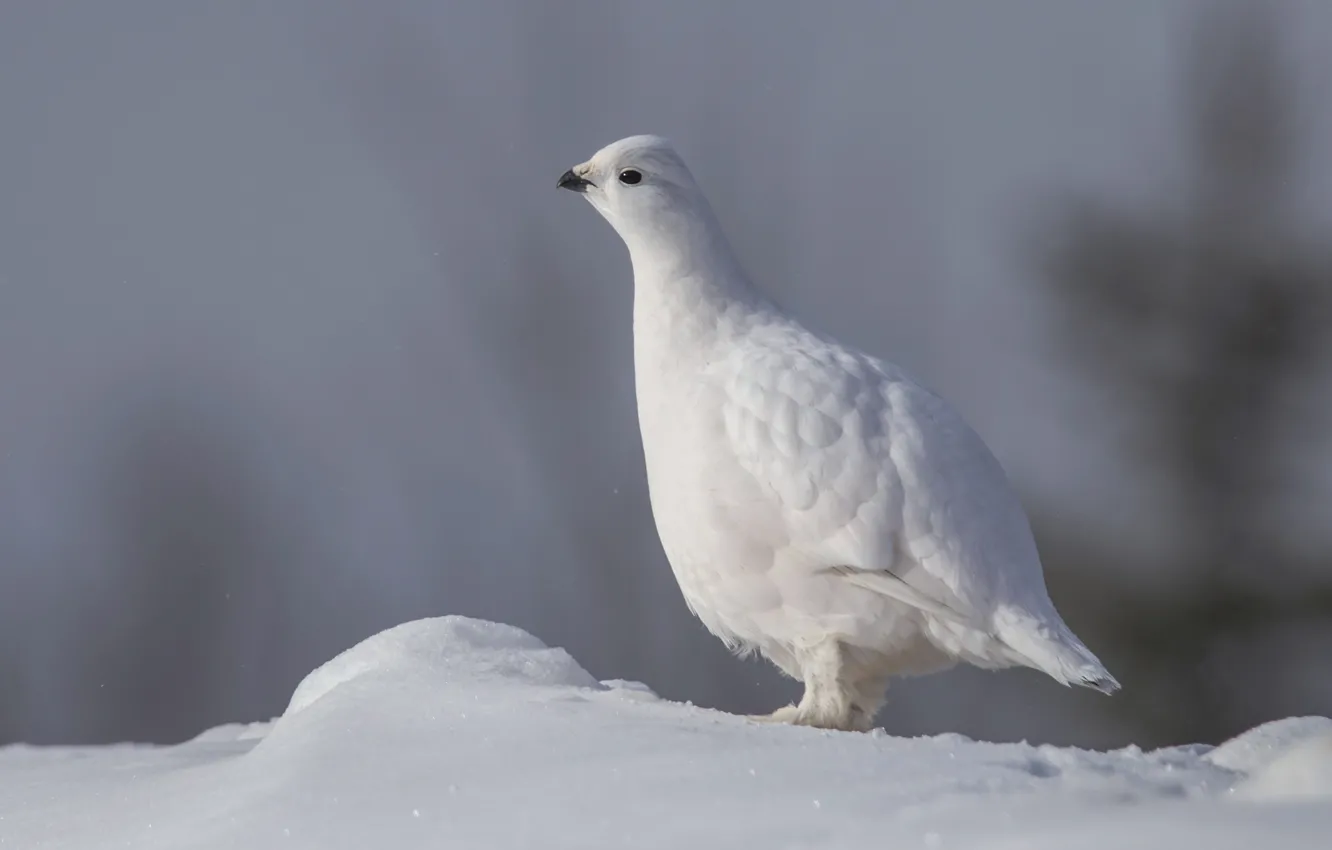 Фото обои зима, снег, птица, белая, куропатка