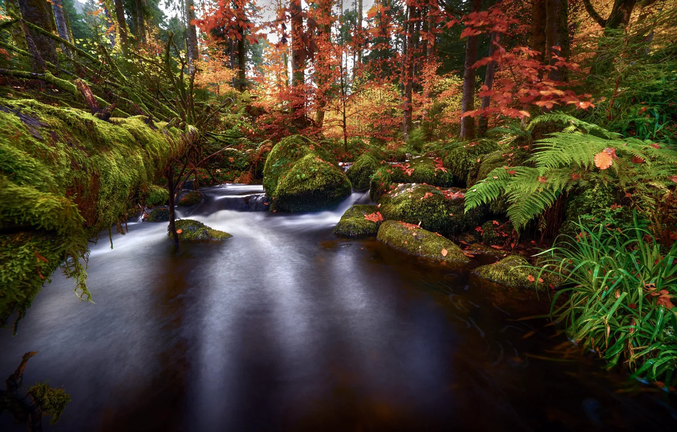 Фото обои осень, лес, трава, вода, природа, камни, папоротник, Robert Didierjean