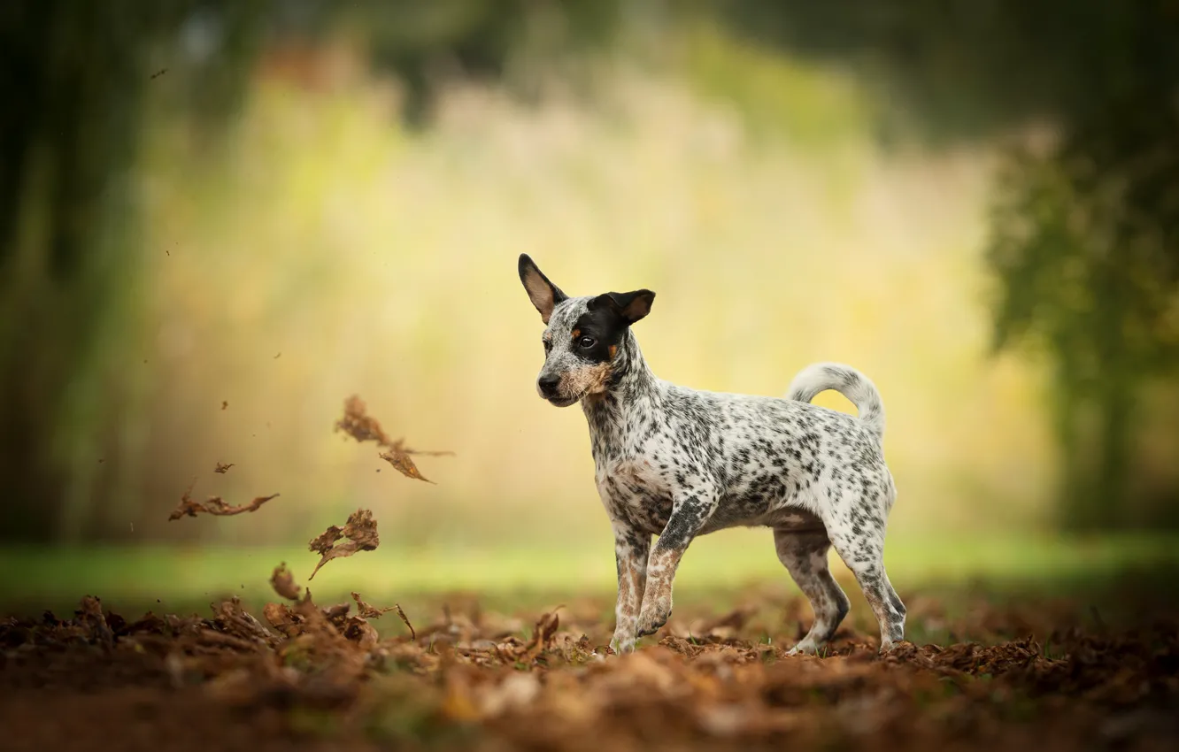 Фото обои осень, листья, собака, боке, пёсик