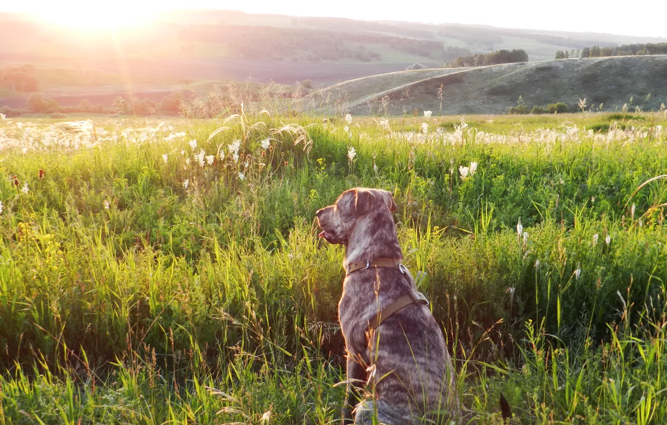 Фото обои закат, природа, собака