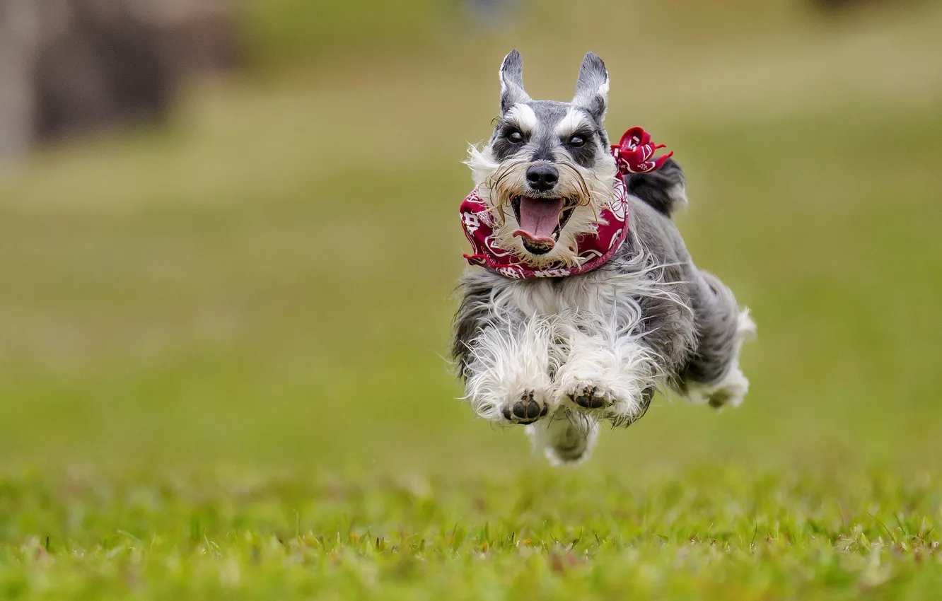 Фото обои радость, настроение, прыжок, собака, полёт, прогулка, боке, пёсик