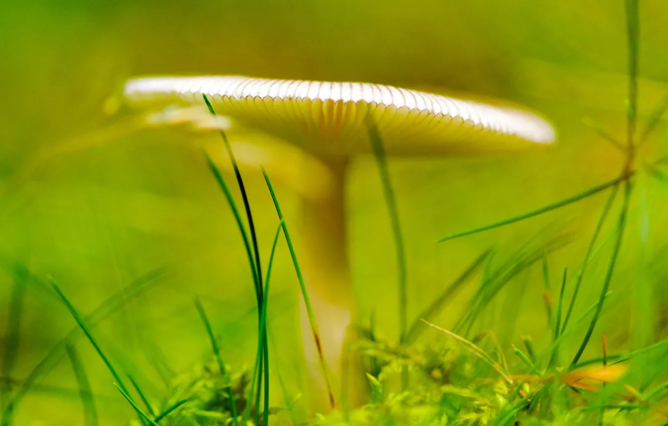 Фото обои трава, гриб, Зеленый