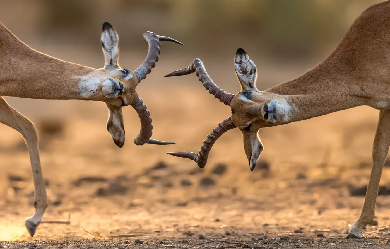 Фото обои бой, рога, Африка, антилопы, антилопа, антилопы гну