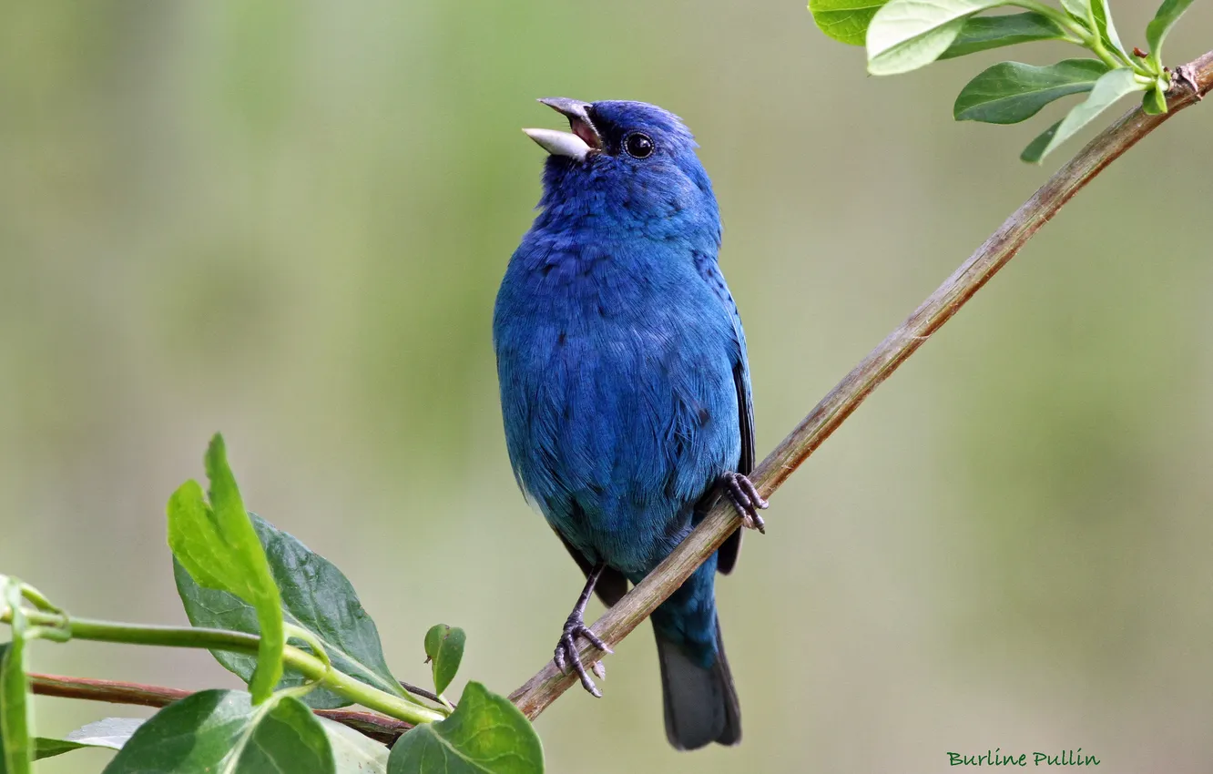 Фото обои листья, птица, ветка, синяя, Burline Pullin