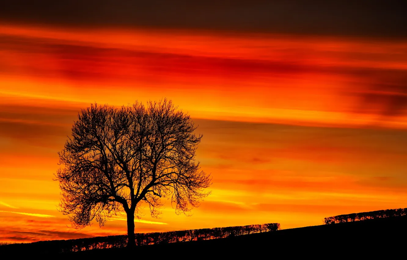 Фото обои пейзаж, закат, дерево