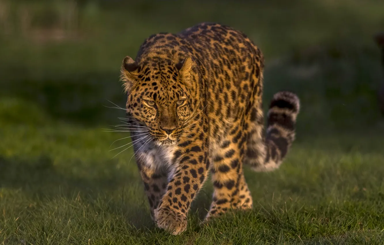Фото обои леопард, дикая кошка, красавец, Дальневосточный леопард, Амурский леопард