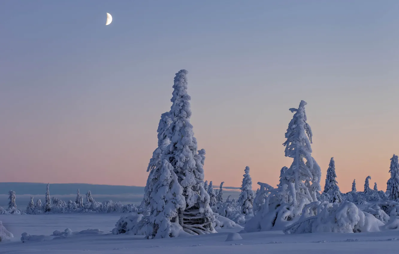 Фото обои зима, снег, деревья, Швеция, Sweden, Lapland, Лапландия, Вестерботтен