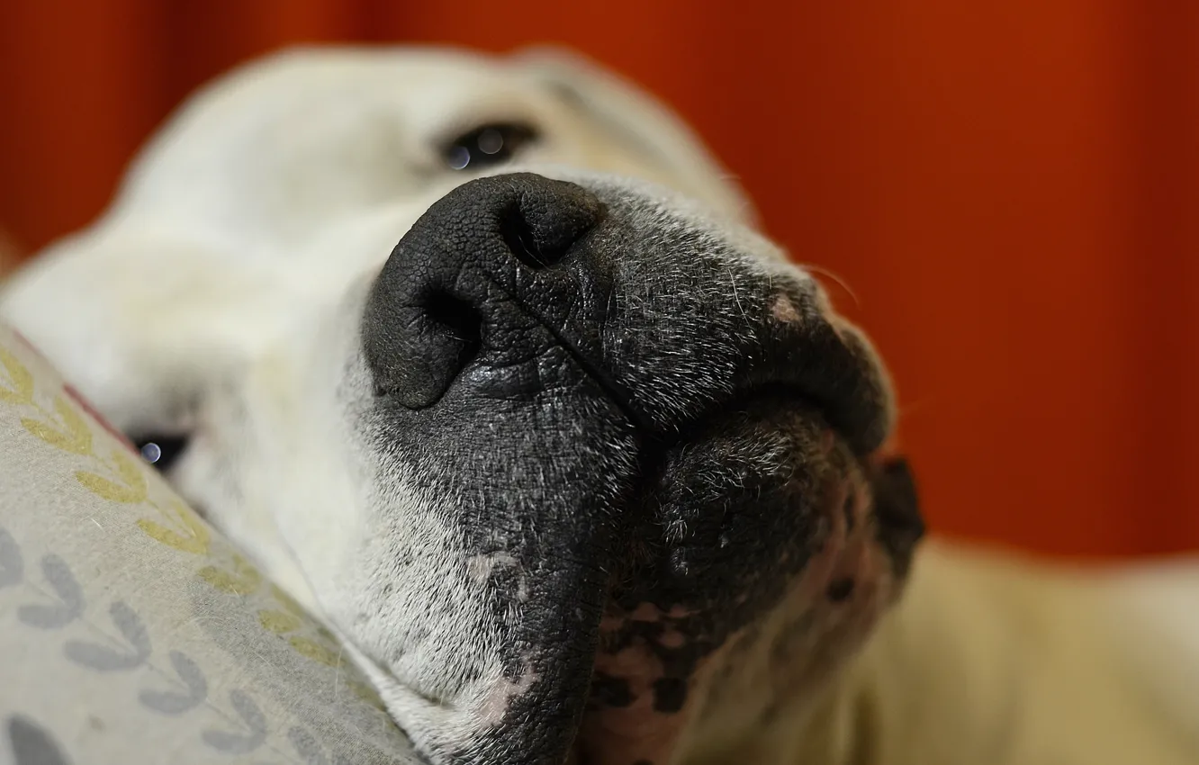 Фото обои уют, дома, собака, good morning