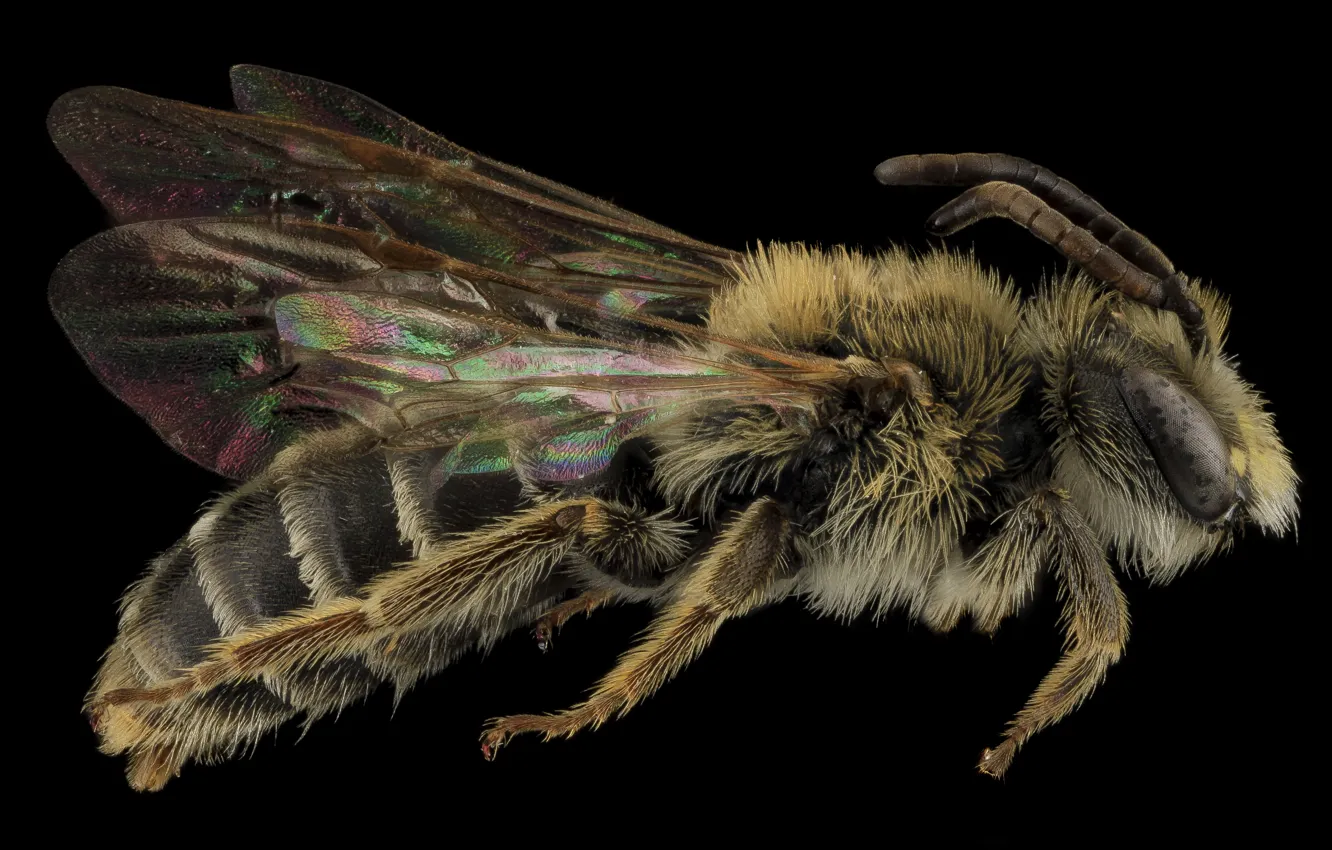 Фото обои природа, пчела, крылья, насекомое