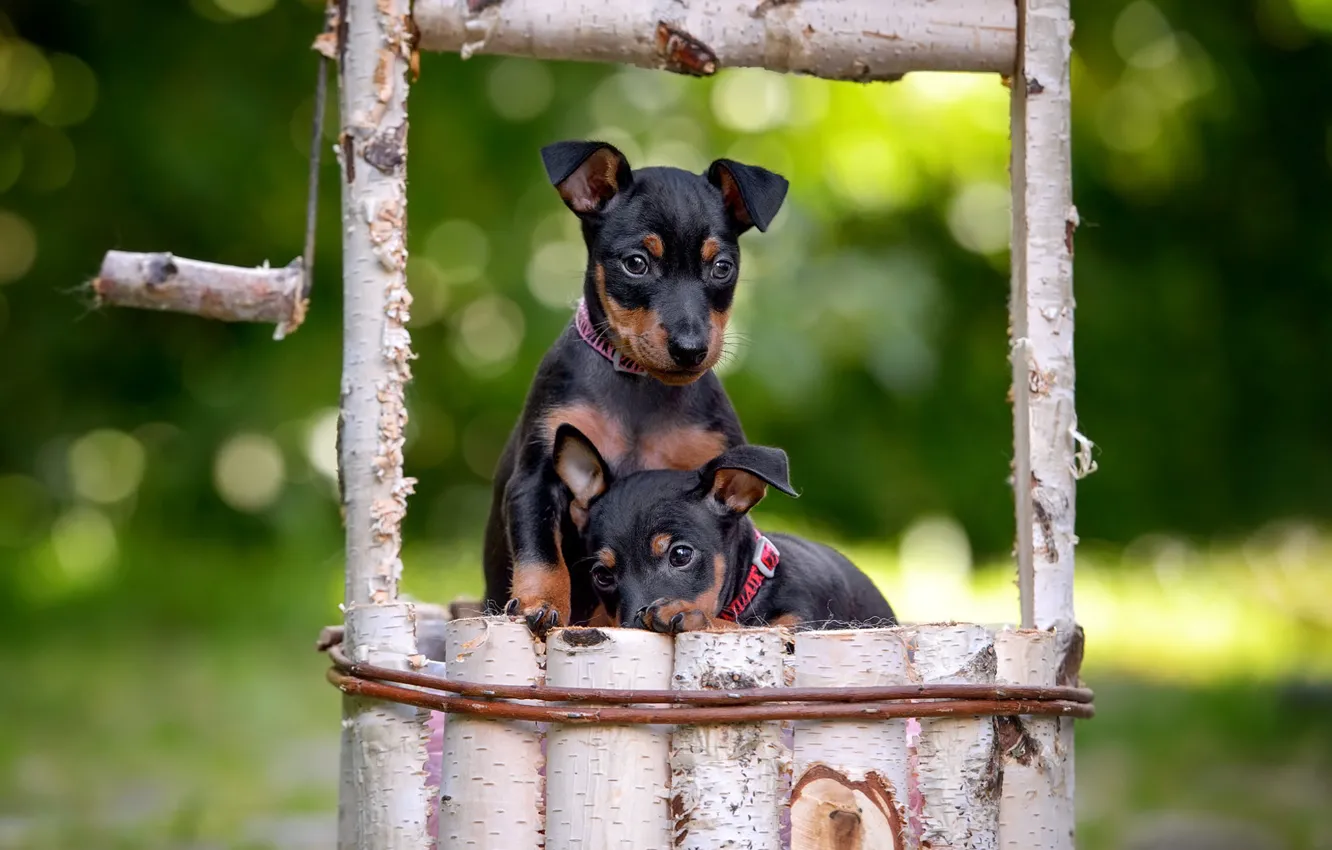 Фото обои собаки, природа, поляна, щенки, пара, колодец, деревянный, малыши