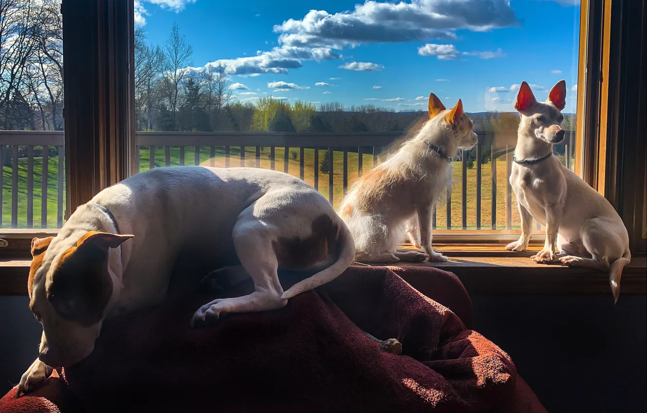 Фото обои собаки, окно, друзья, троица