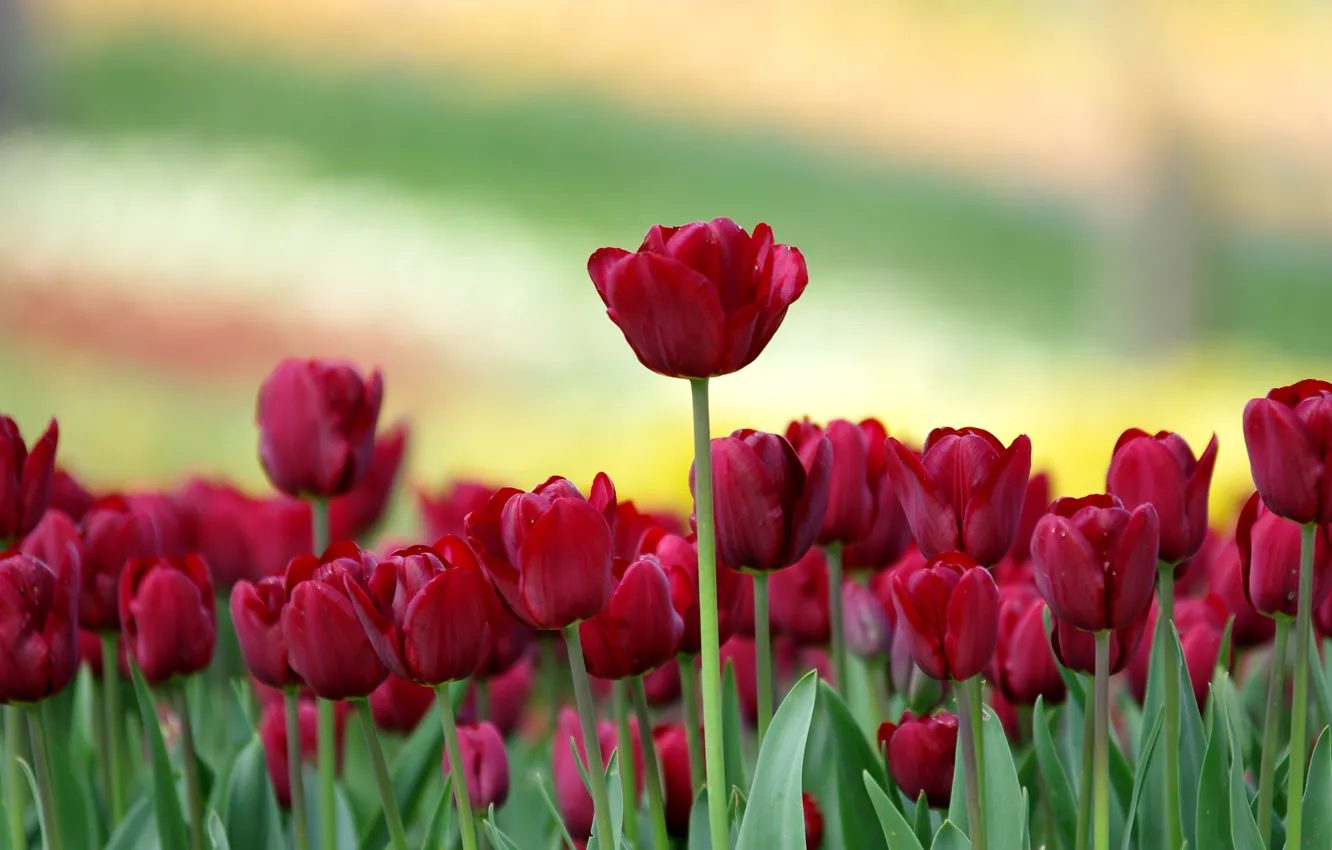 Фото обои листья, размытость, тюльпаны, бутоны, боке, бордовые