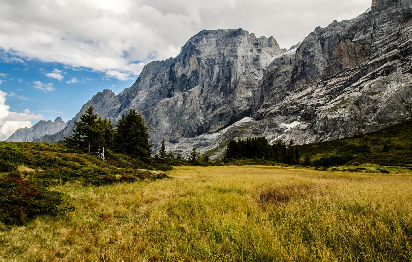 Фото обои поле, трава, горы, скалы, Швейцария, Grindelwald