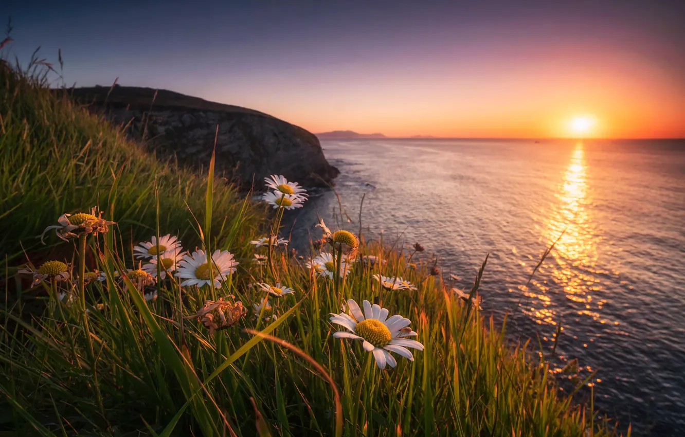 Фото обои море, трава, закат, цветы, скала, побережье, ромашки, Испания