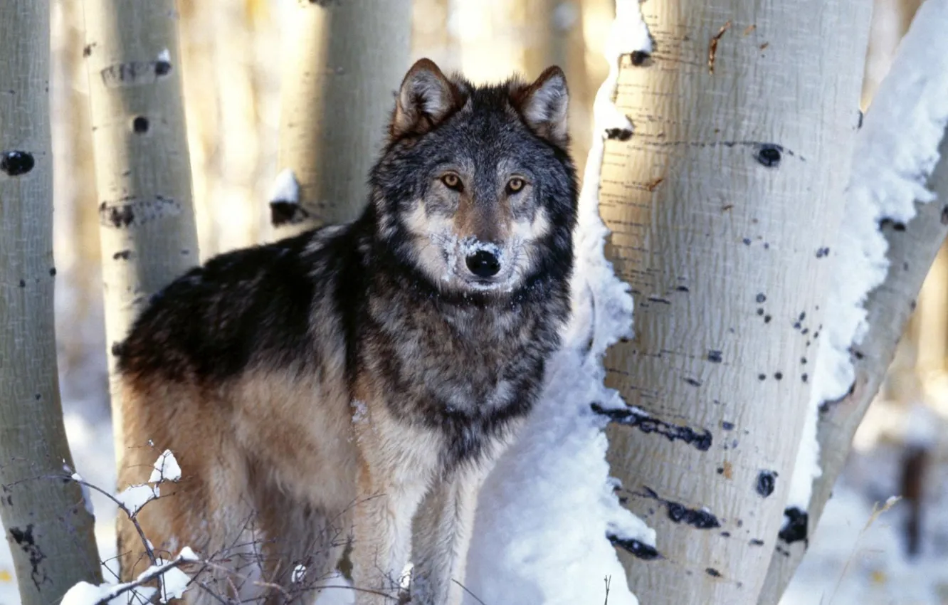 Фото обои trees, winter, snow, animal, mammal, carnivore, black and gray wolf