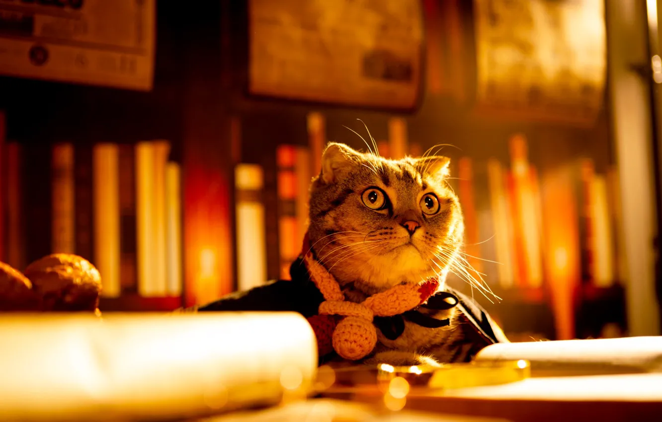 Фото обои кошка, кот, взгляд, свет, поза, бумага, книги, лежит