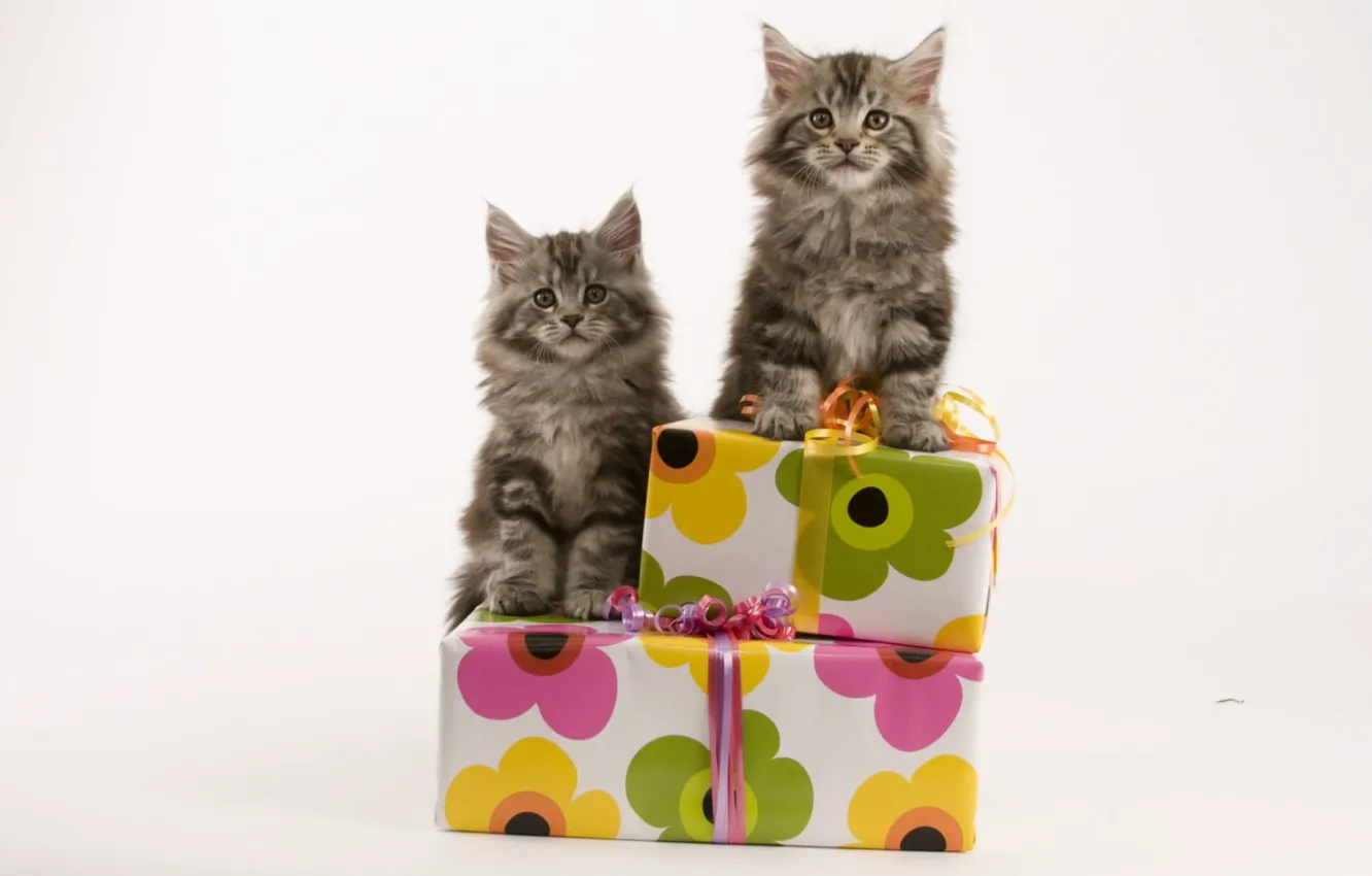 Фото обои коты, пара, котята, подарки, коробки