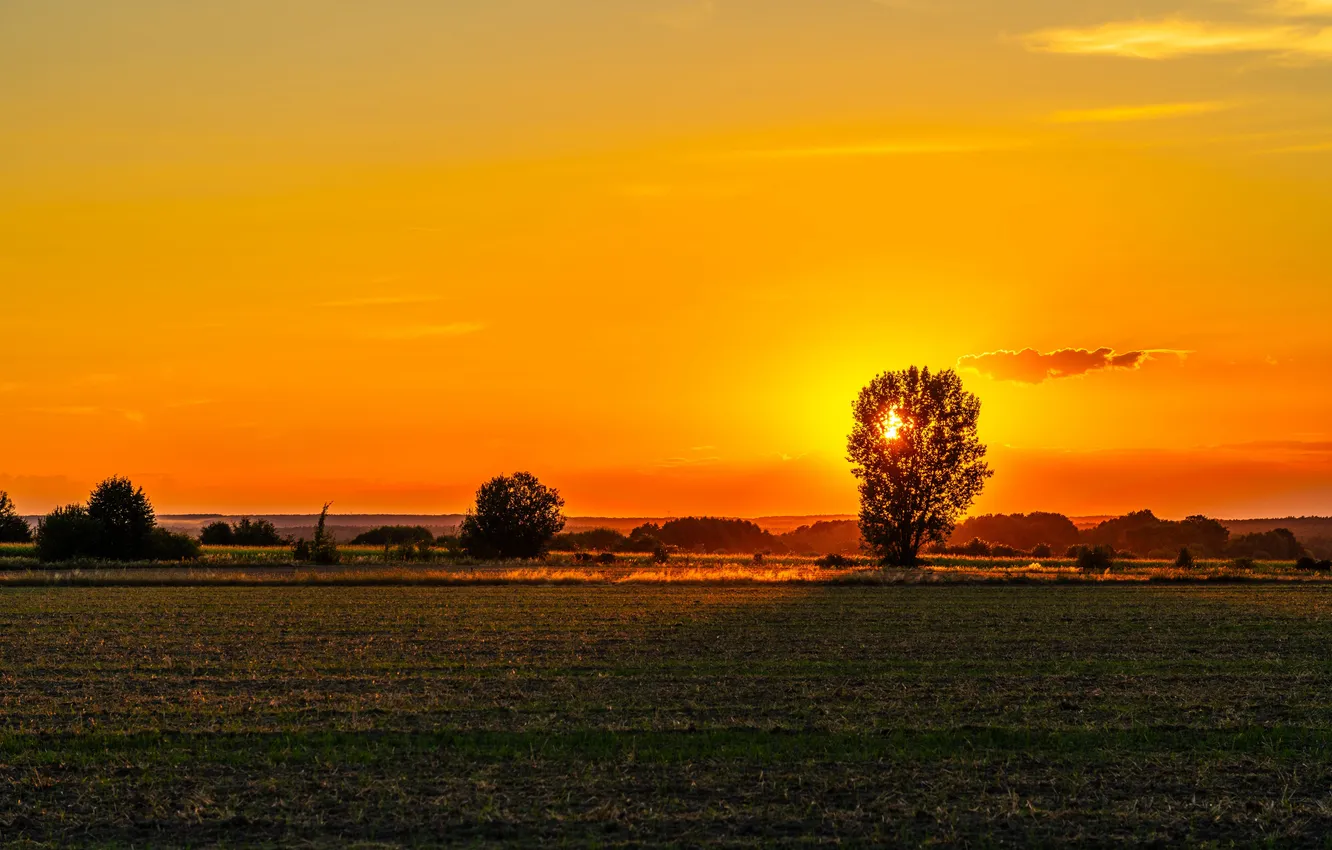 Фото обои summer, landscape, sunset, three