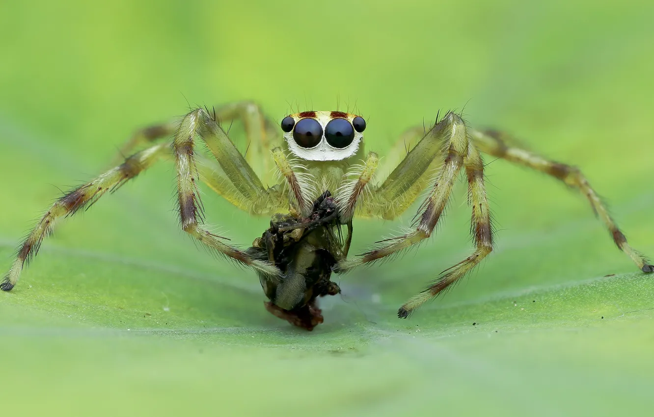 Фото обои макро, фон, насекомое, зелёный паук
