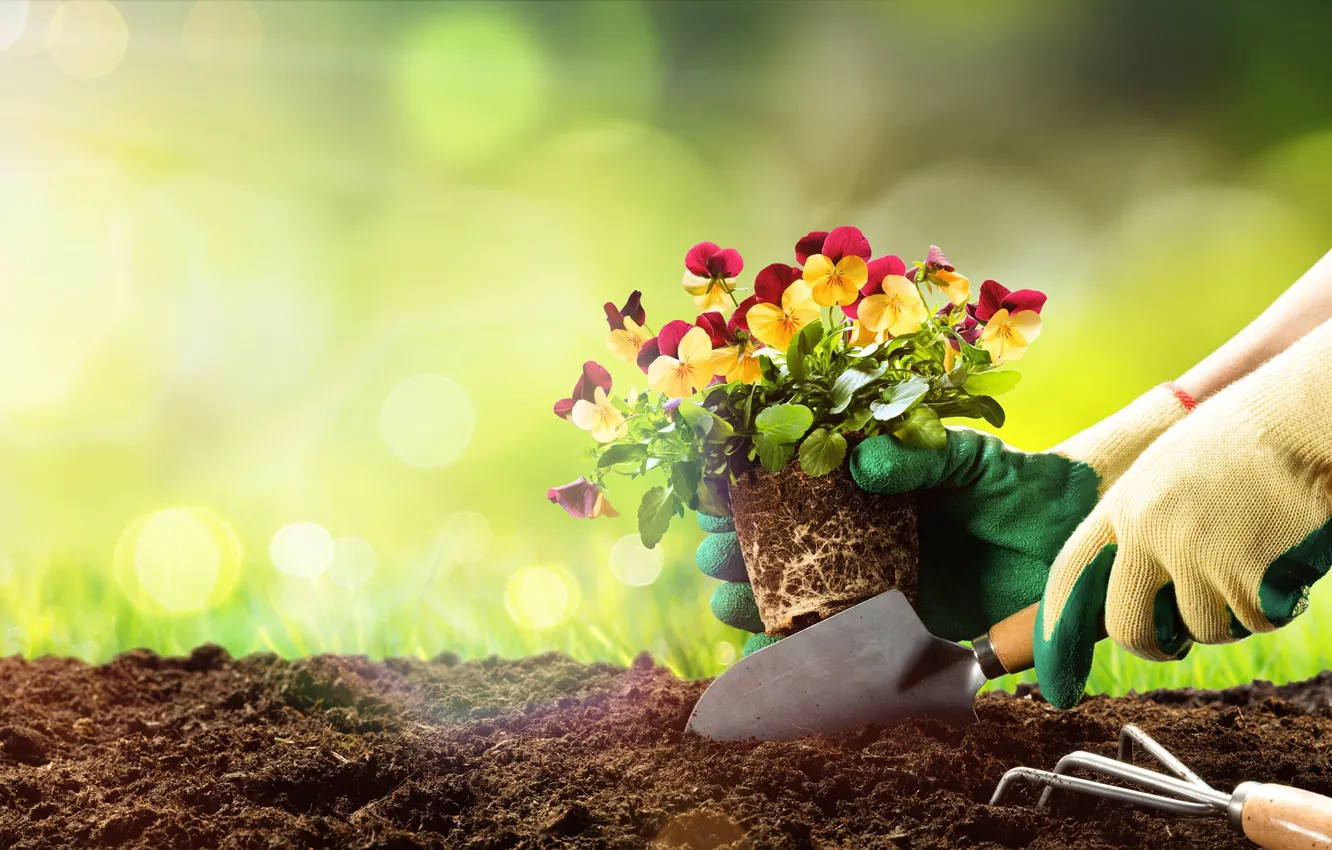Фото обои девушка, свет, цветы, земля, руки, сад, перчатки, анютины глазки