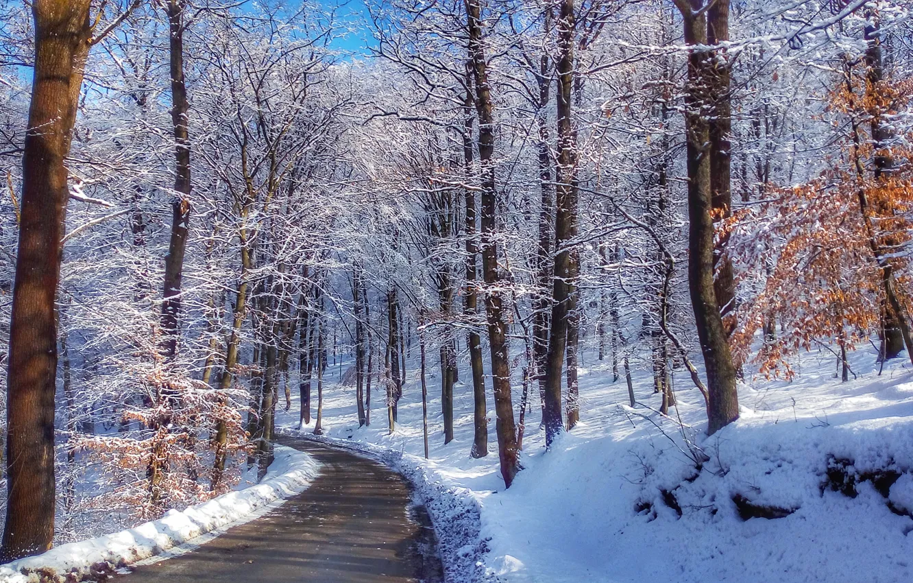 Фото обои nature, winter, Wallpaer