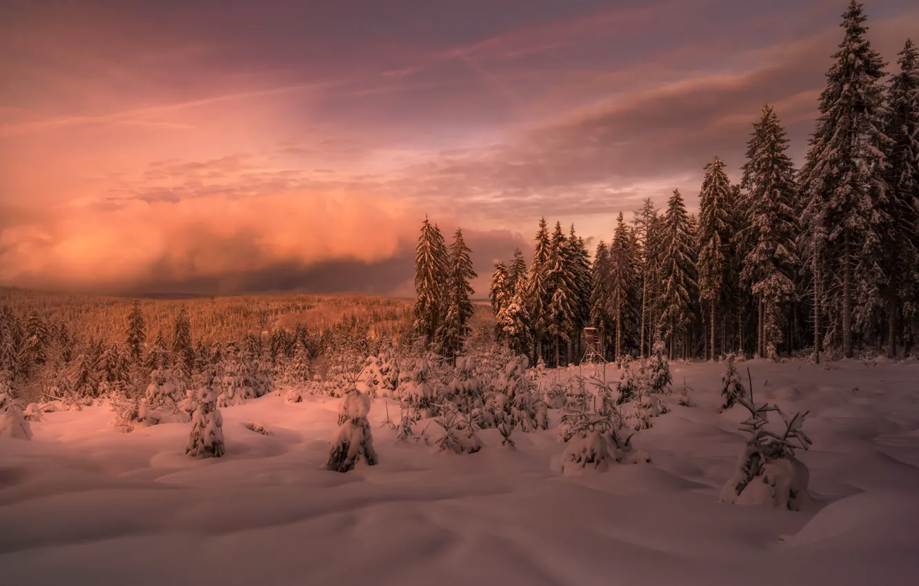 Фото обои зима, лес, закат, туман