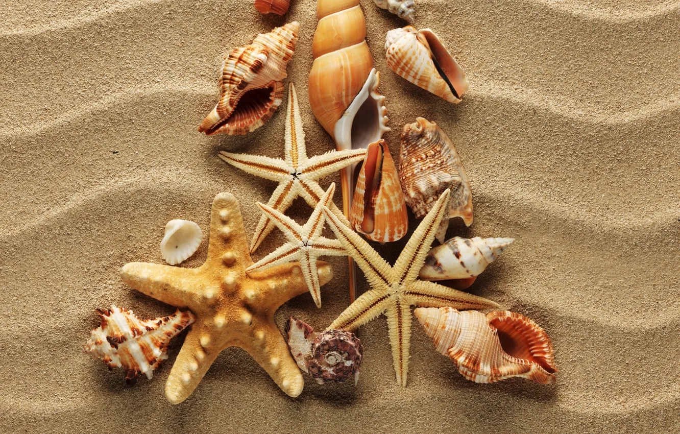 Фото обои песок, волны, ракушки, морские звезды