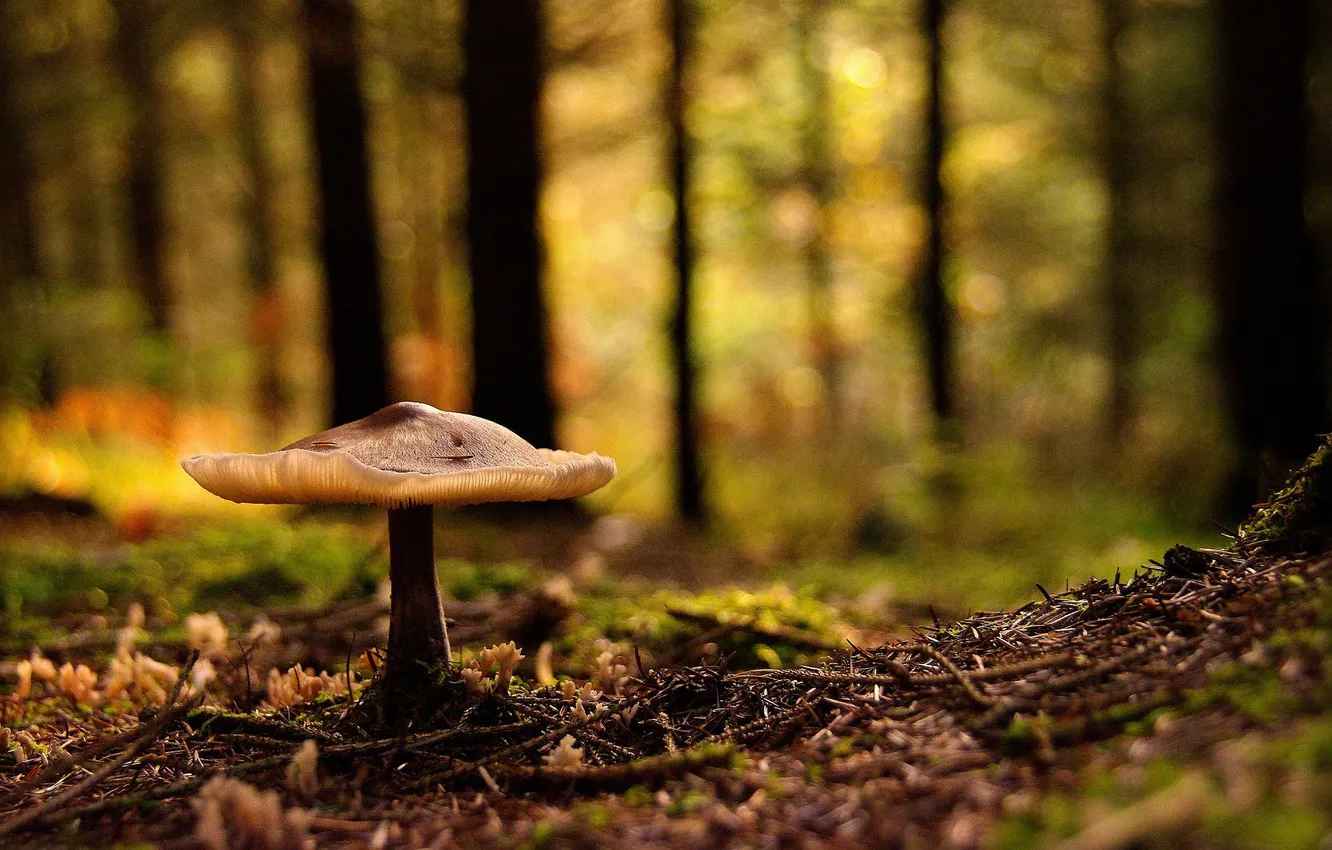 Фото обои лес, гриб, Природа
