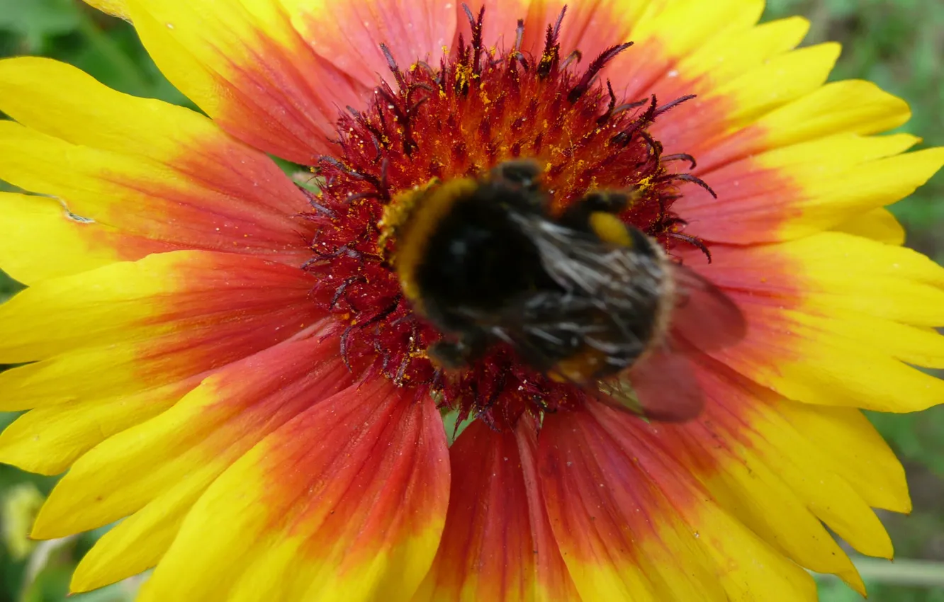 Фото обои flower, bumblebee, hana, by ho4hoj