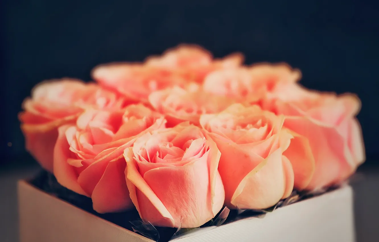Фото обои макро, цветы, розы
