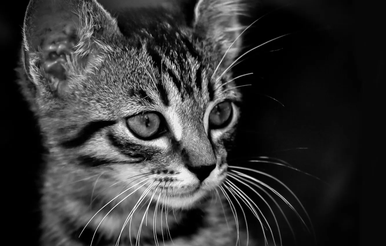 Фото обои Котенок, Кот, Мордочка, Темный фон, Черно-белое, Уши, Мордашка