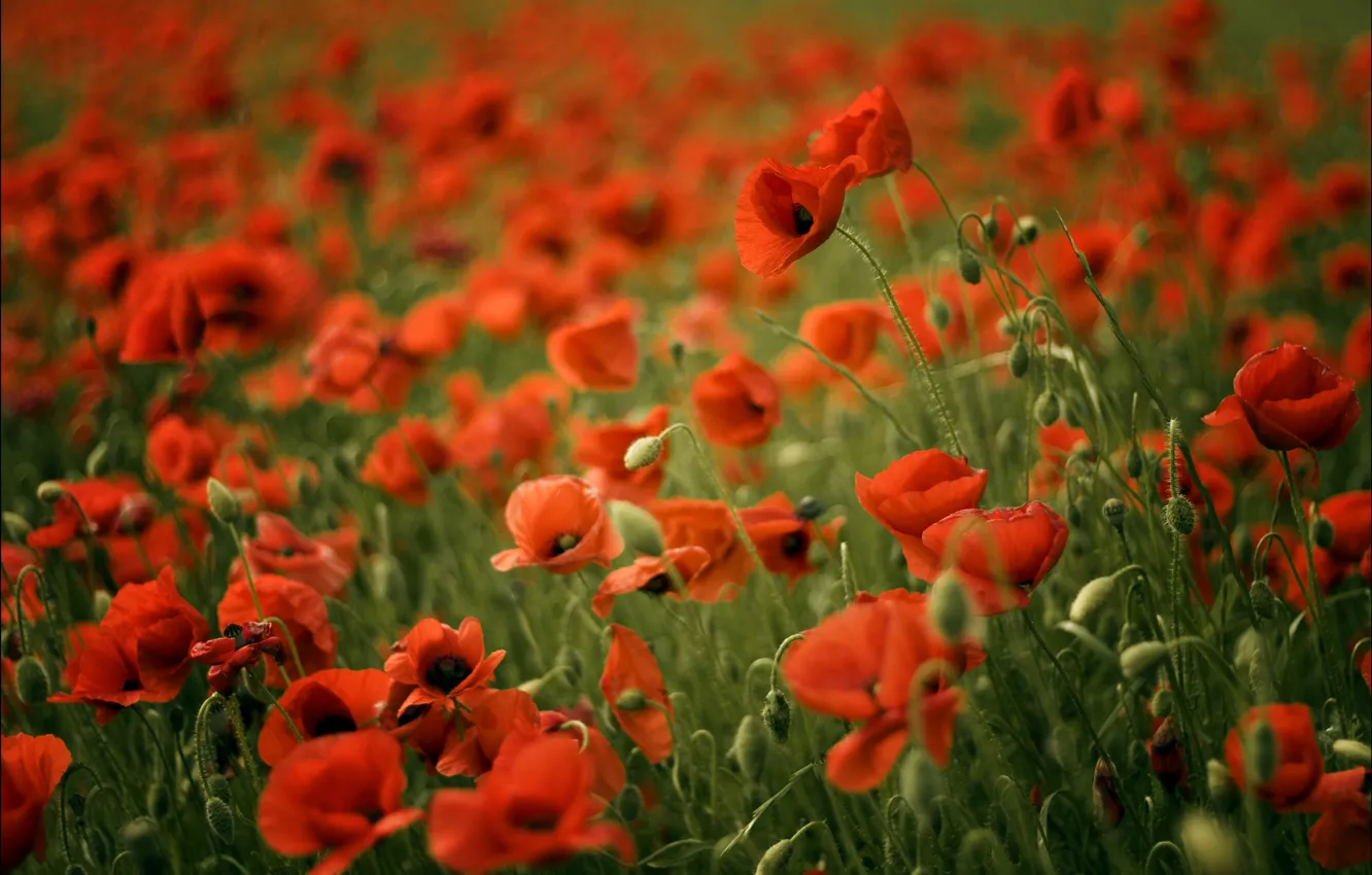 Фото обои поле, размытость, Маки, красные, red, field, poppy, poppies