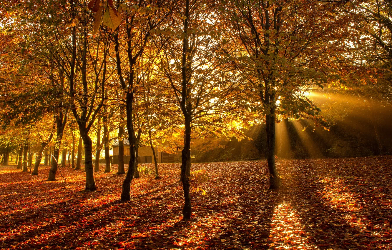 Фото обои осень, лес, деревья, парк, листва, золотая осень