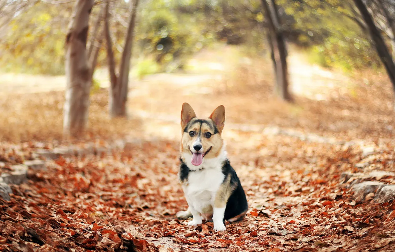 Фото обои листва, Осень, Вельш Корги, парк.Welsh Corgi