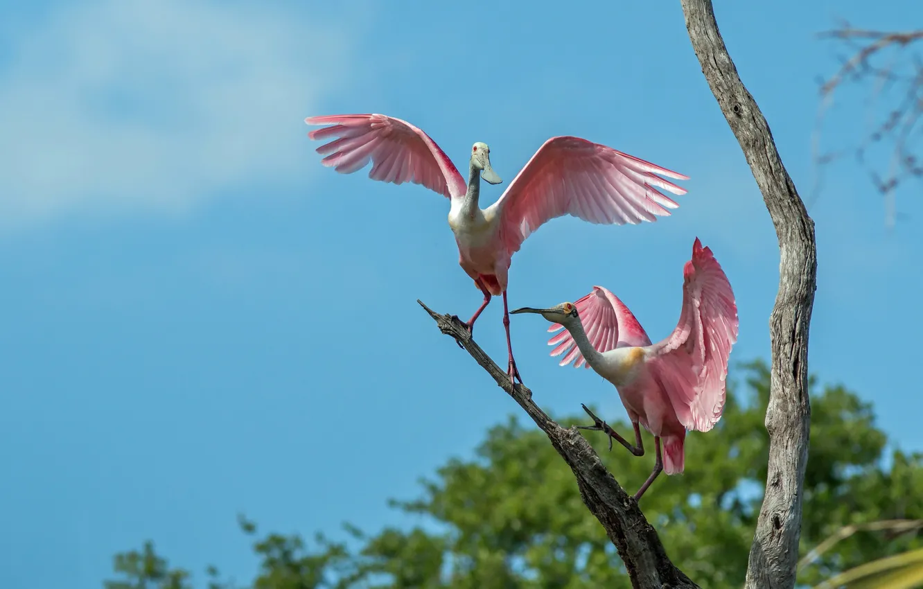 Фото обои птицы, пара, розовые