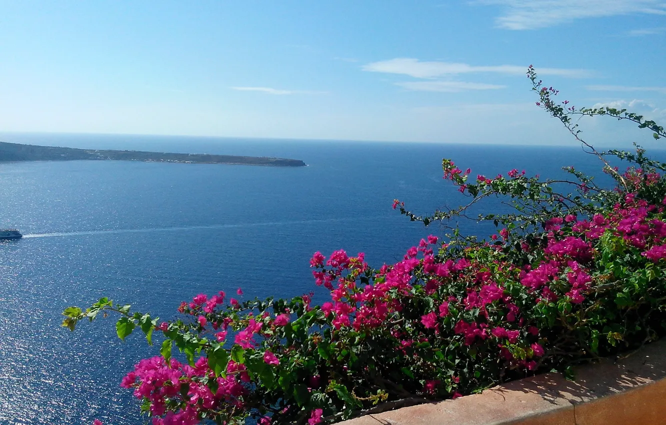 Фото обои Цветы, Природа, Море, Nature, Flowers, Sea