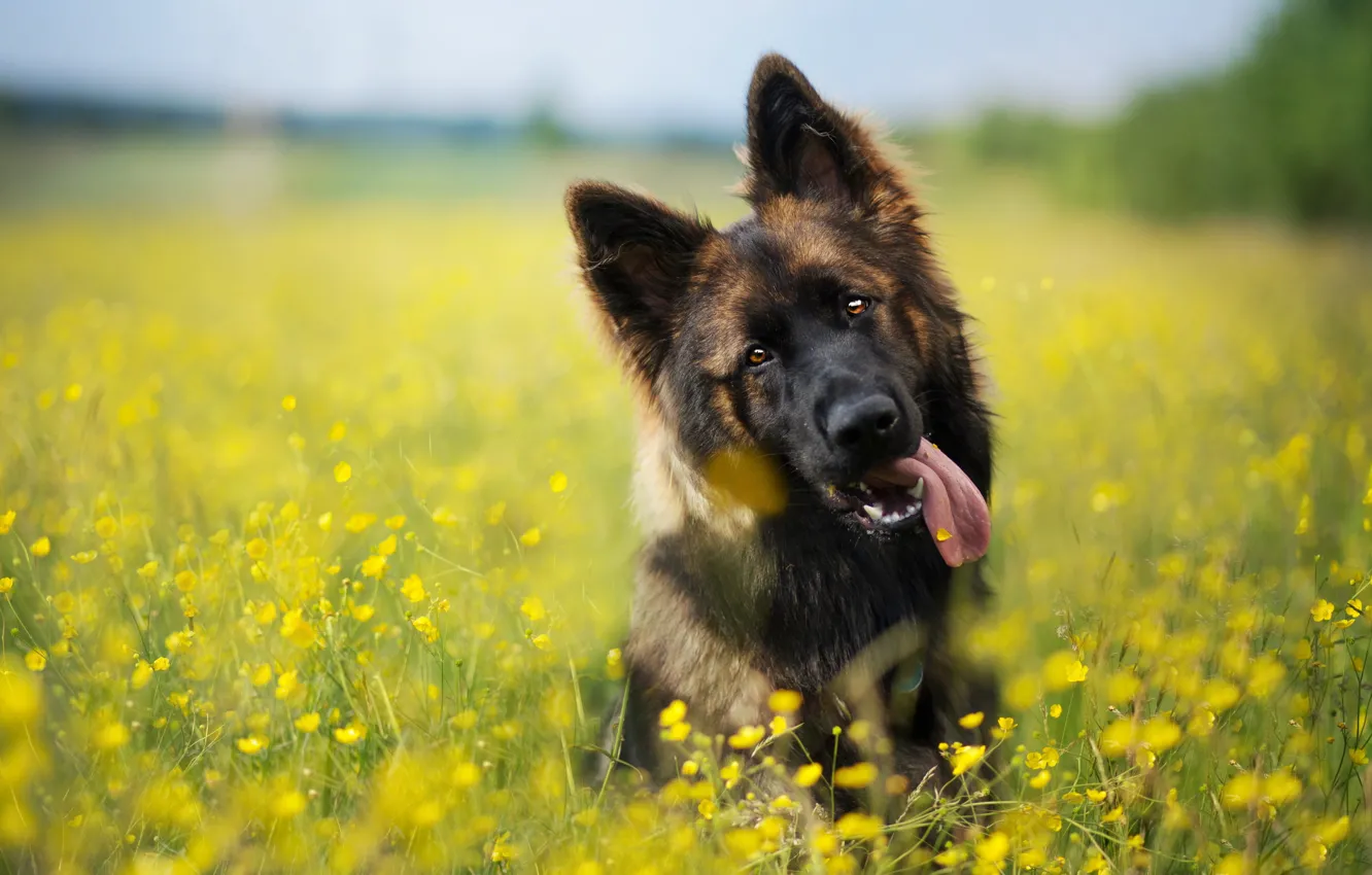 Фото обои лето, взгляд, друг, собака