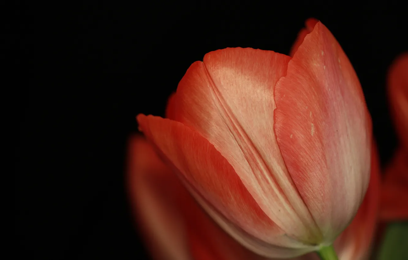Фото обои цветок, макро, тюльпан