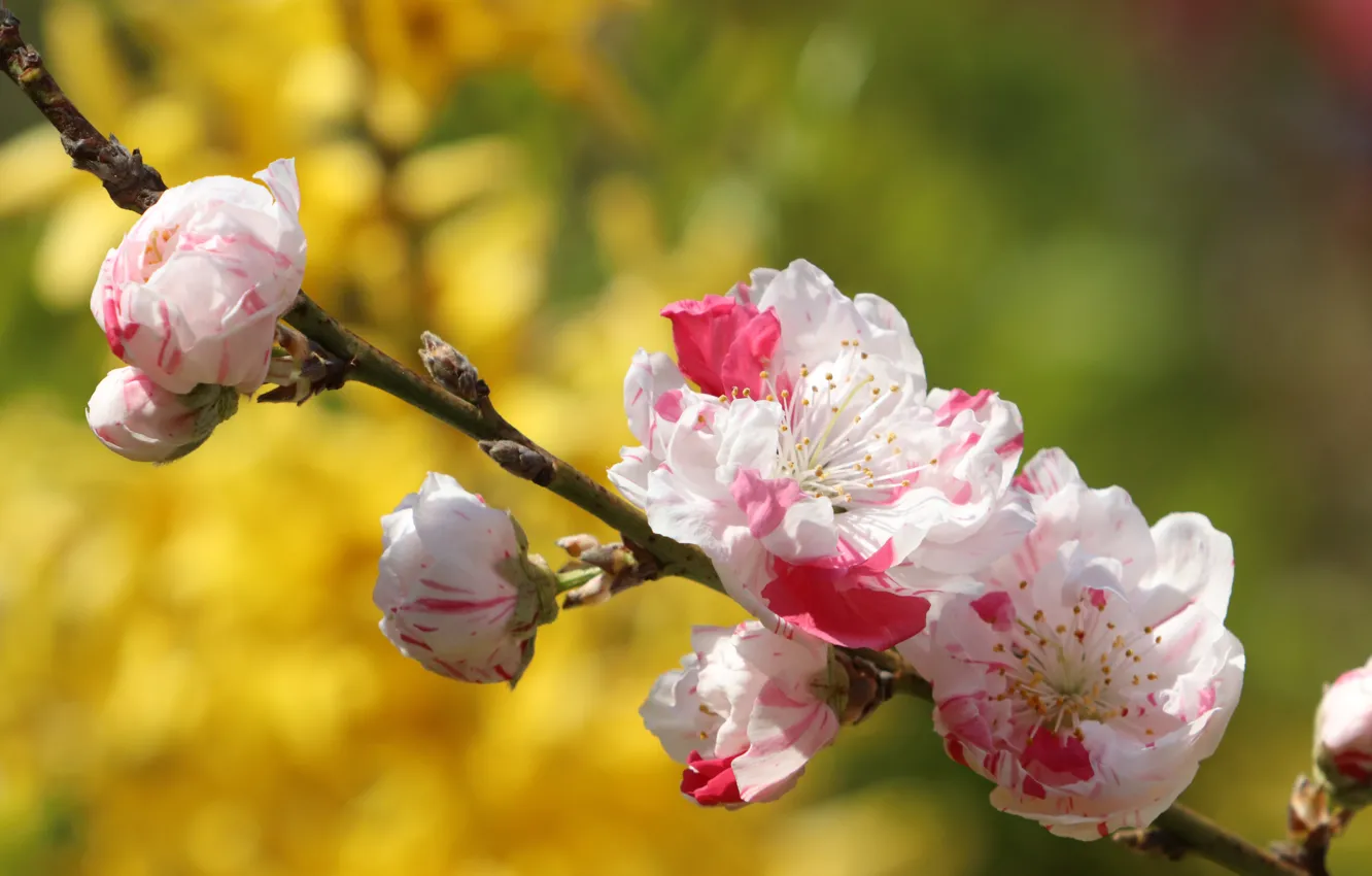 Фото обои цветы, ветка, весна, сакура, бутоны, цветение, желтый фон, боке