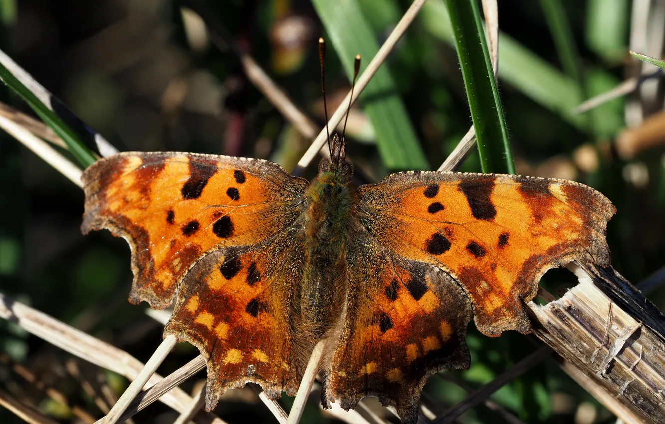 Фото обои фон, бабочка, размытость, Толстоголовка-запятая, Hesperia comma