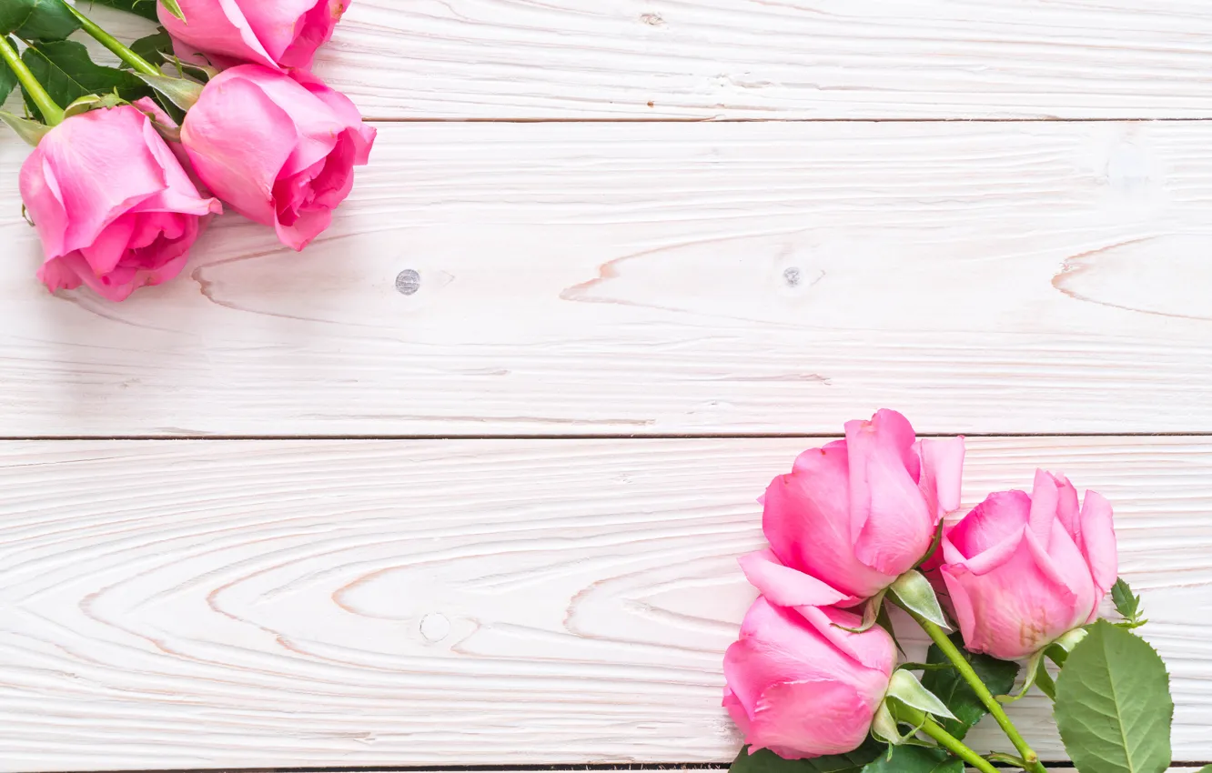 Фото обои белый, фон, розы, бутоны