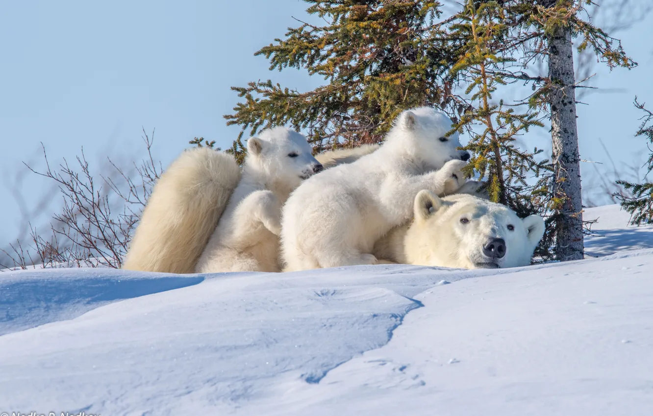 Фото обои зима, животные, снег, природа, хищники, медведи, медвежата, медведица