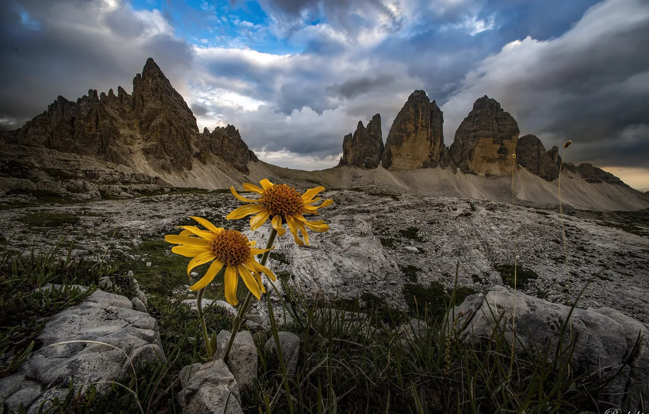 Фото обои трава, облака, пейзаж, цветы, горы, природа, камни, Италия