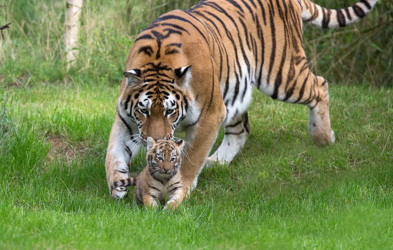 Фото обои трава, тигрица, тигрёнок