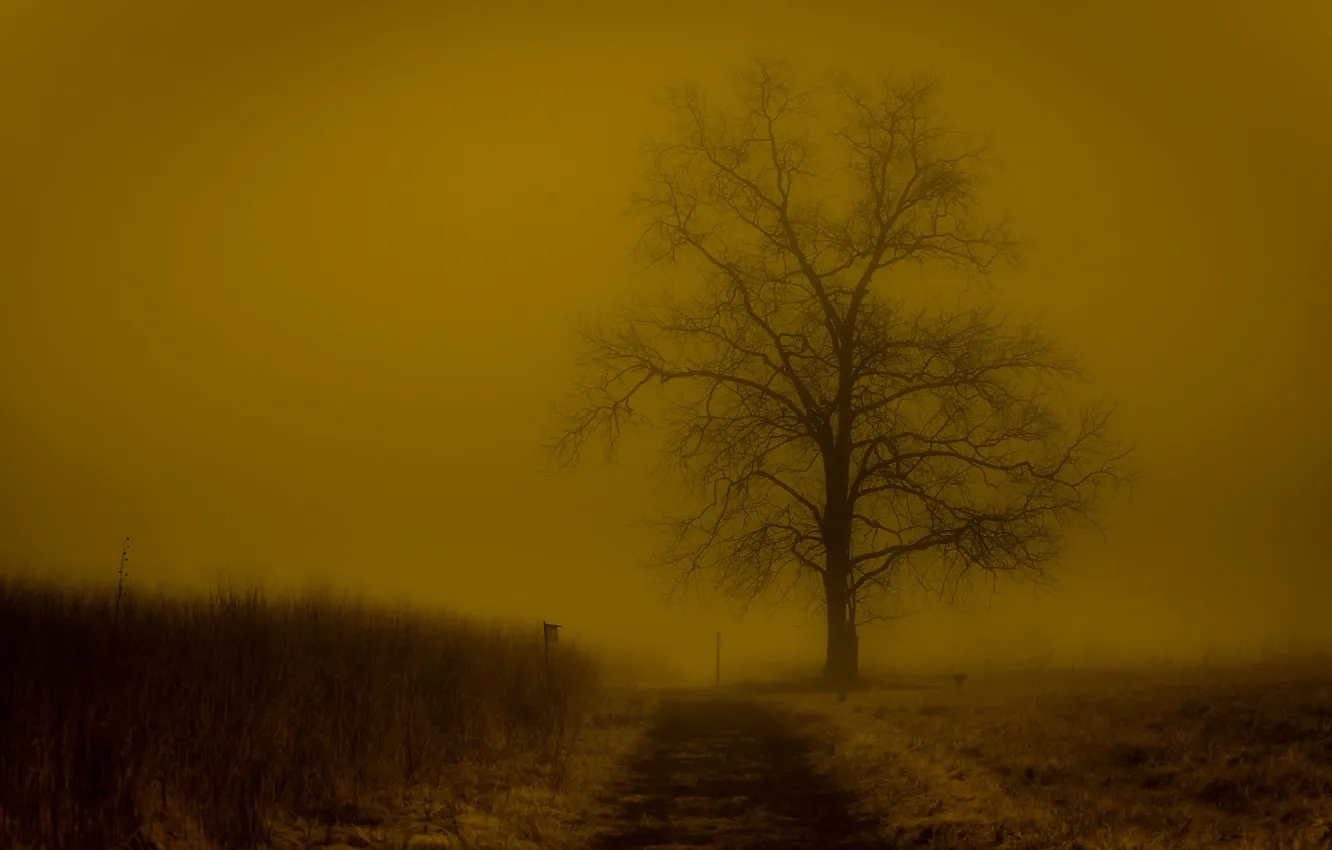 Фото обои иней, поле, туман, дерево, вечер